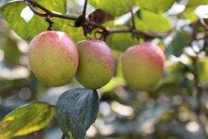 jujube closeup with tree on firm photo