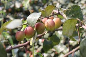 jujube closeup with tree on firm photo