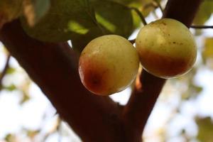 ripe jujube on tree in firm for harvest photo