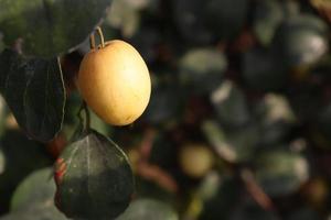 Azufaifo madura en árbol en firme para la cosecha foto