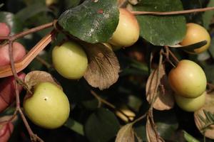 ripe jujube on tree in firm for harvest photo