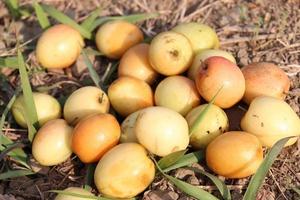 tasty and healthy ripe jujube stock photo