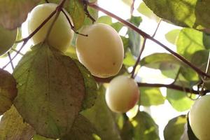 ripe jujube on tree in firm for harvest photo