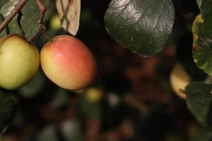 ripe jujube on tree in firm for harvest photo