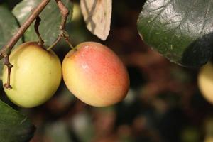 ripe jujube on tree in firm for harvest photo