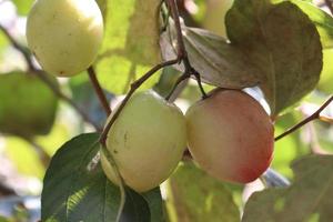 ripe jujube on tree in firm for harvest photo