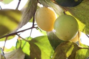 ripe jujube on tree in firm for harvest photo