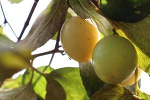 ripe jujube on tree in firm for harvest photo