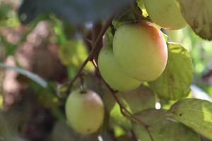 ripe jujube on tree in firm for harvest photo