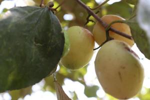 ripe jujube on tree in firm for harvest photo