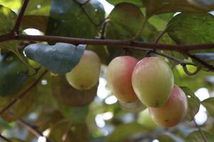 ripe jujube on tree in firm for harvest photo