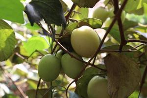 ripe jujube on tree in firm for harvest photo