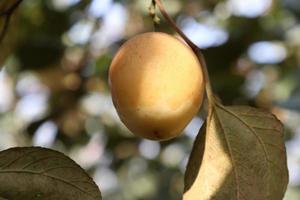 ripe jujube on tree in firm for harvest photo