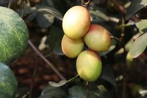 ripe jujube on tree in firm for harvest photo