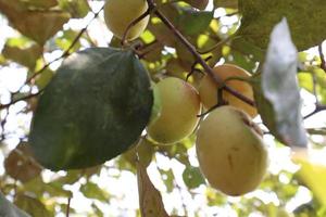 ripe jujube on tree in firm for harvest photo