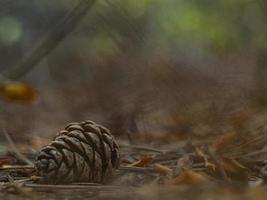 pine cone in autumn foliage in the forest photo