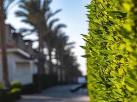 Green Hedge Like A Fence photo