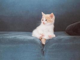 little cute kitten is sitting on the sofa