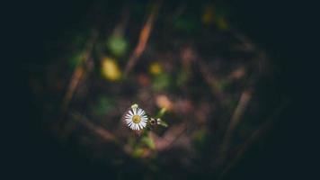 beautiful little daisy flower on a  blurred background