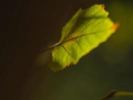 Hoja de otoño verde-amarillo sobre un fondo borroso foto