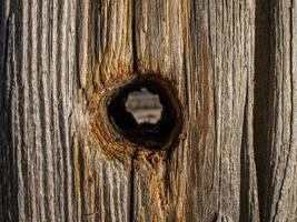 Beautiful natural dry tree trunk with hole. wooden background.Old wood texture