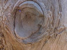 hermoso fondo de madera natural. tronco de árbol seco textura de madera. foto