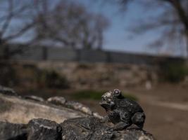 pequeña figura de piedra de rana al aire libre foto