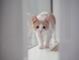 gatito joven en color rojo y blanco en el alféizar de la ventana cerca de la ventana. joven y lindo gatito jengibre. mascotas y gatitos jóvenes foto