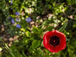 Tulipán rojo sobre fondo de hierba verde primeras flores de primavera. foto