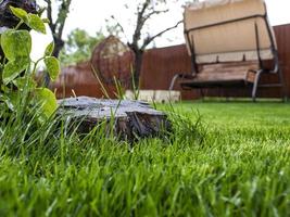 pasto verde y tocón de madera en el patio. césped después de regar y cortar foto