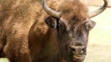 Close up of European wood bison or Wisent eyes, looking around - Bison Bonasus photo