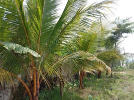 coconut tree stock on firm photo