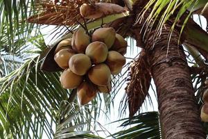 ripe coconut stock on tree photo