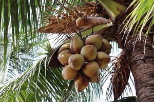 ripe coconut stock on tree photo