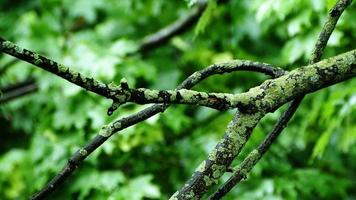 brunch d'arbre humide recouvert de mose en été après la pluie video