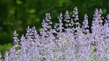 Close-up of flowers growing with green nature background video