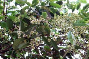 white colored syzygium cumini flower stock photo