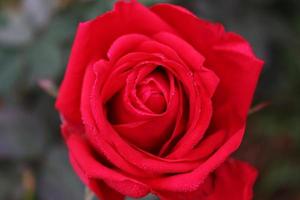 red colored rose closeup in firm photo