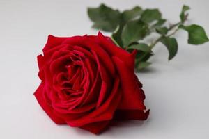 beautiful red colored rose closeup photo