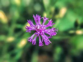 pink Color Flower With Green tree photo