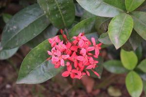 pink colored flower on tree photo