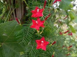 Red Color Flower With Green tree photo