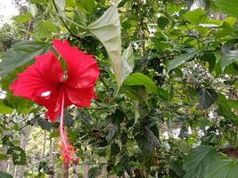 Red Color Flower With Green tree photo