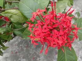 Red Color Flower With Green tree photo