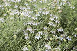 black cumin flower on tree in firm photo