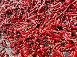 red hot and spicy chili stock photo