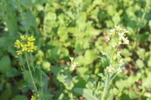 yellow colored mustard flower closeup photo