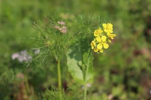 yellow colored mustard flower closeup photo