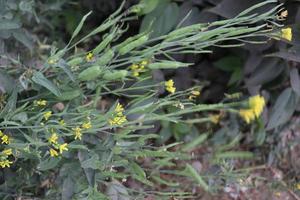 raw mustard closeup with tree photo