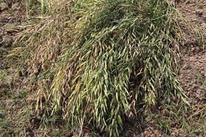 ripe mustard stock with tree photo